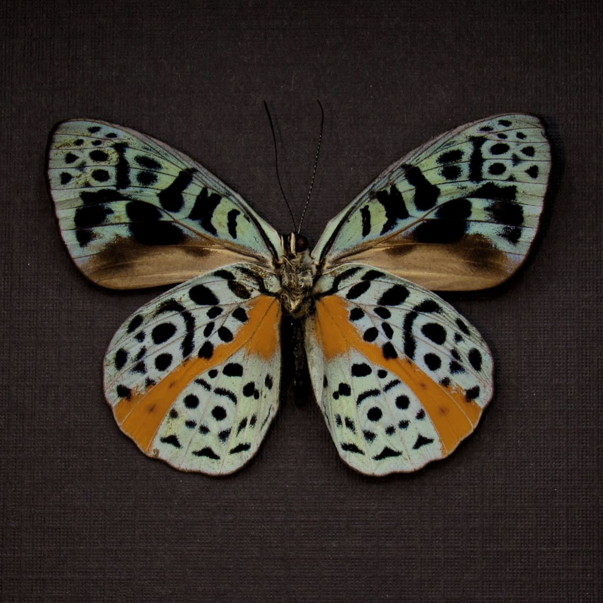 Real metallic butterfly framed taxidermy - Eunica chlorochroa