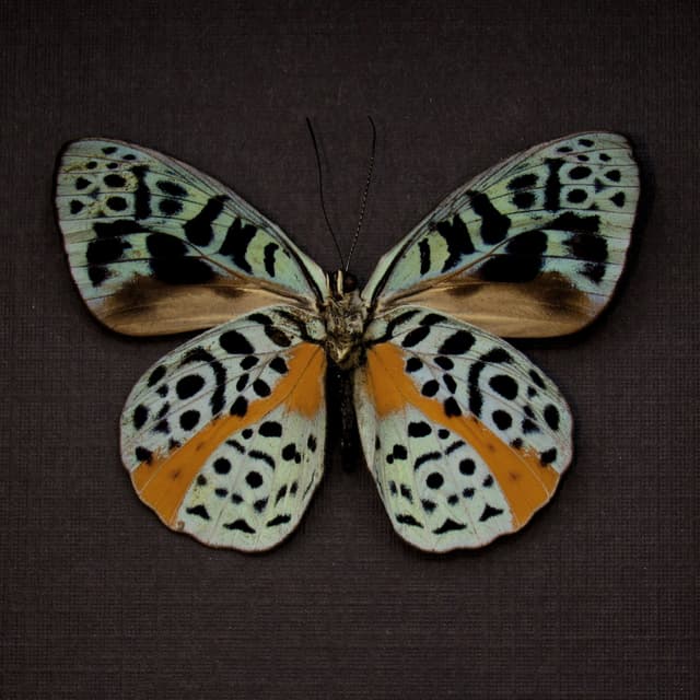 Real metallic butterfly framed taxidermy - Eunica chlorochroa