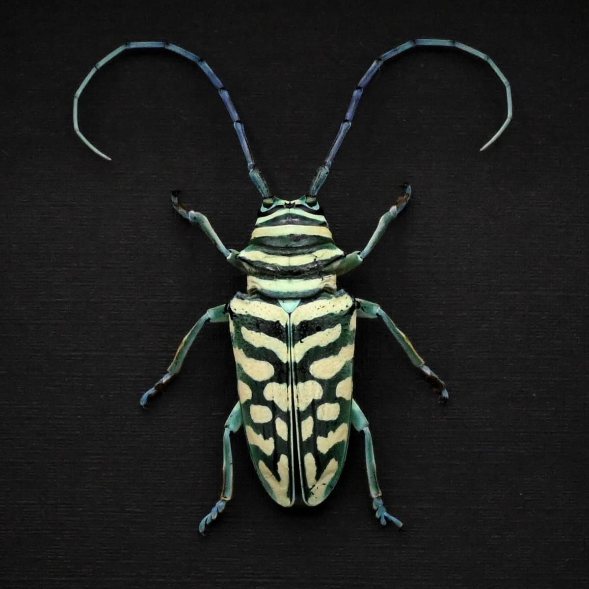 Real framed iridescent blue Longhorn beetle taxidermy - Sternotomis bohemanni