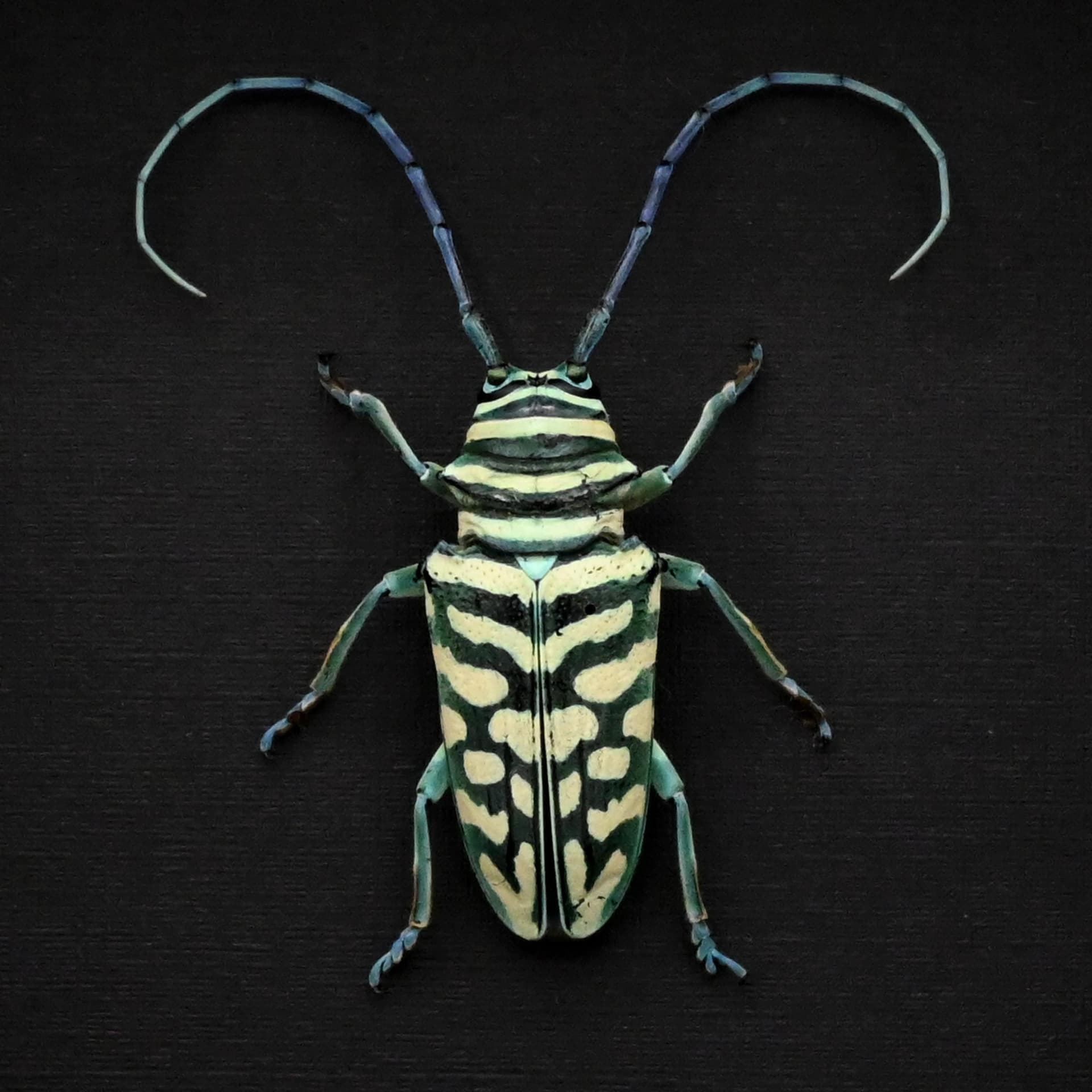 Real framed iridescent blue Longhorn beetle taxidermy - Sternotomis bohemanni