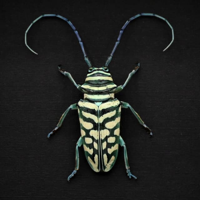 Real framed iridescent blue Longhorn beetle taxidermy - Sternotomis bohemanni