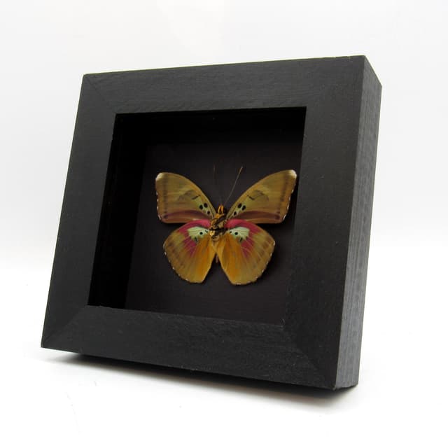 Real African Forester butterfly framed taxidermy - Euphaedra species