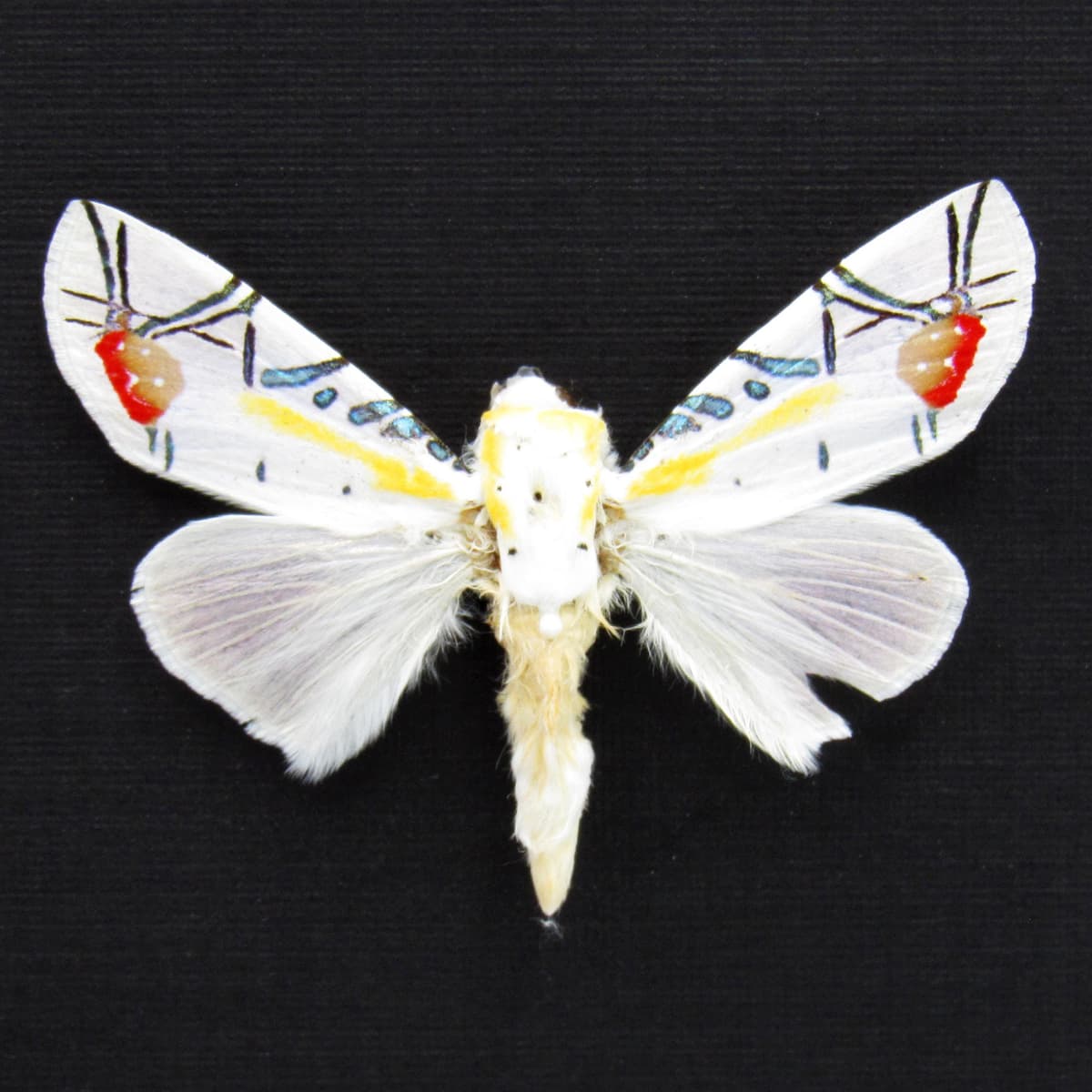 Rare metallic Picasso moth framed taxidermy - Baorisa hieroglyphica - minor damage/missing antenna