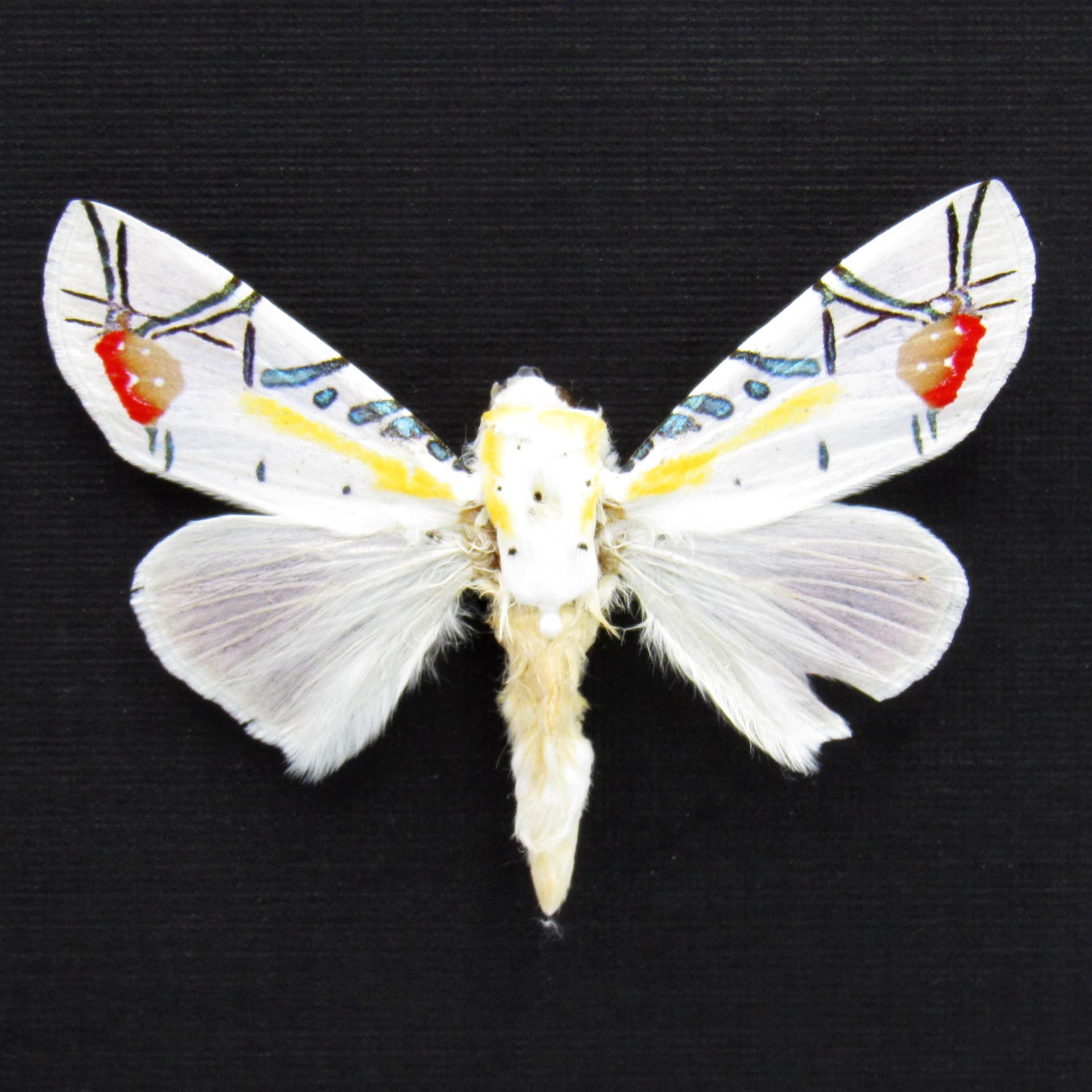 Rare metallic Picasso moth framed taxidermy - Baorisa hieroglyphica - minor damage/missing antenna