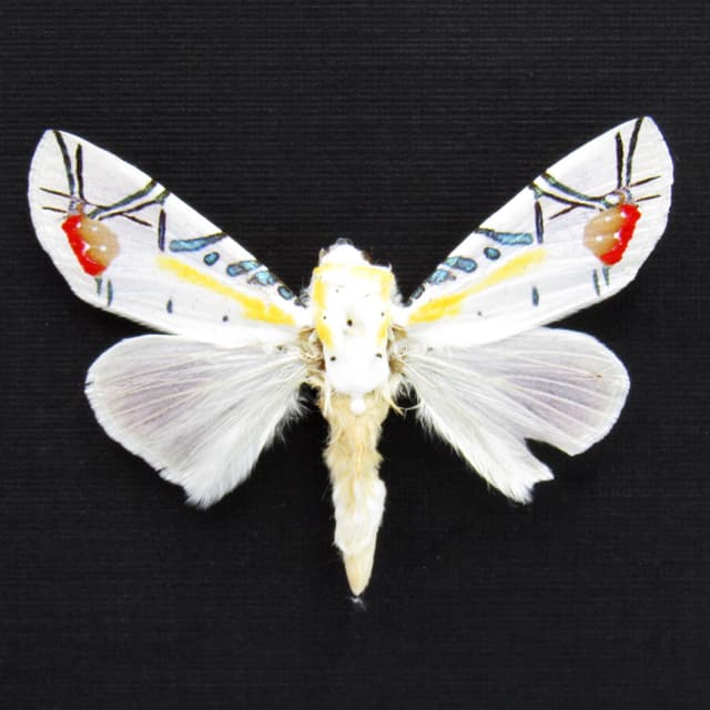 Rare metallic Picasso moth framed taxidermy - Baorisa hieroglyphica - minor damage/missing antenna