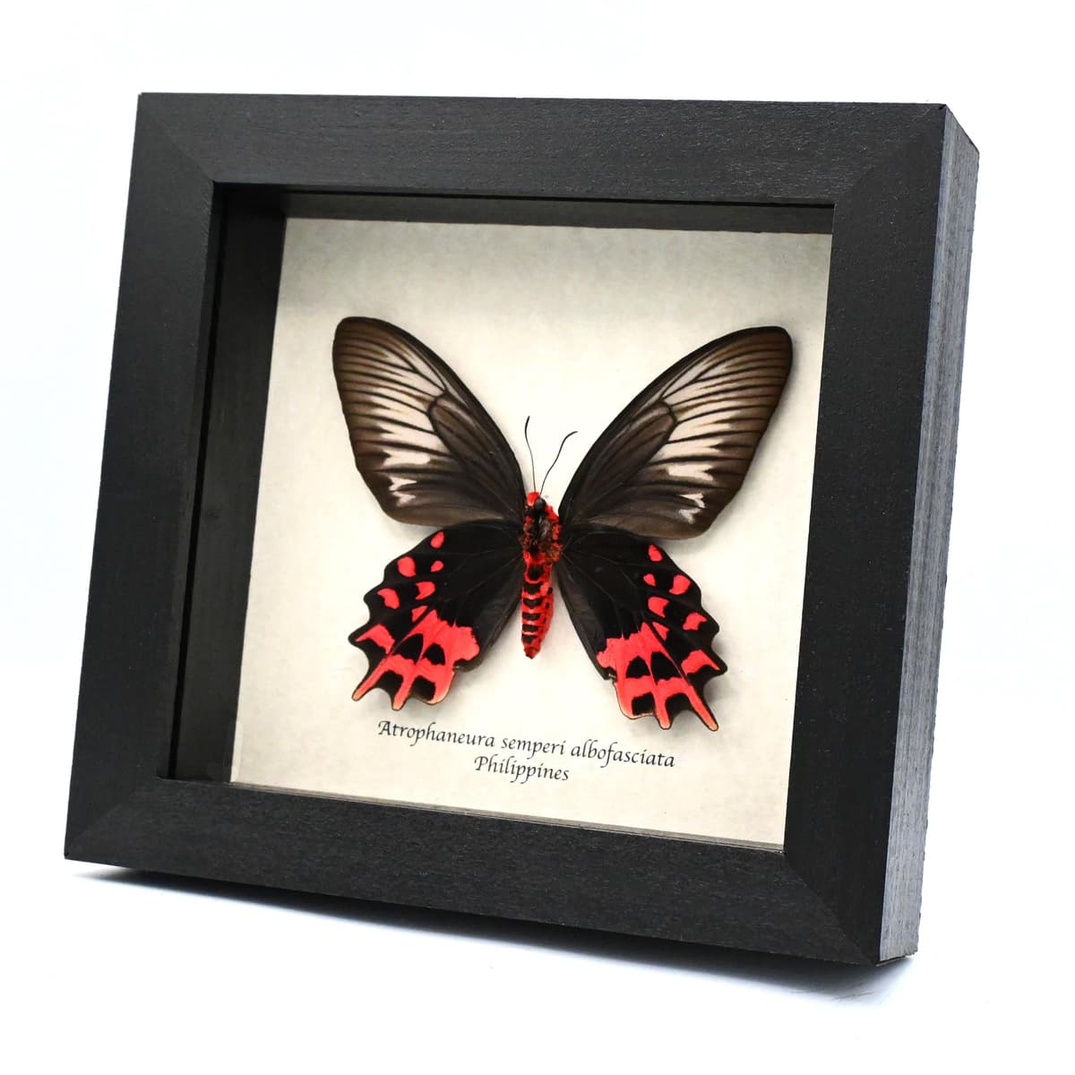 Real Vampire Swallowtail butterfly framed taxidermy - Atrophaneura semperi albofasciata - female
