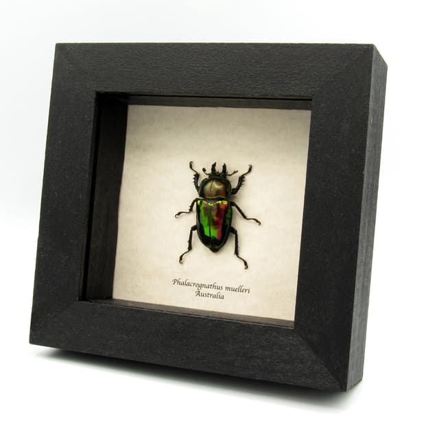 Rare Rainbow Stag beetle framed taxidermy - Phalacrognathus muelleri - large female
