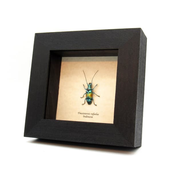 Real framed beetle taxidermy - Tmesisternis rafaelae