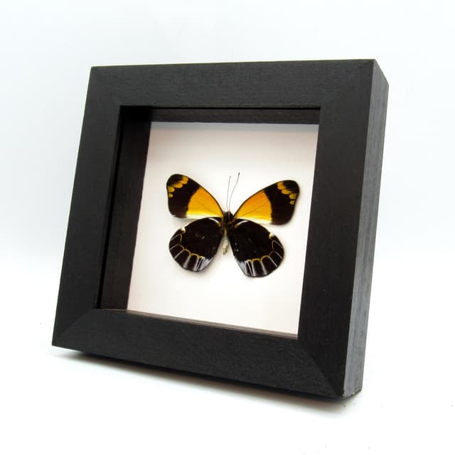 Rare Yellow Delias butterfly framed taxidermy - Delias niepelti