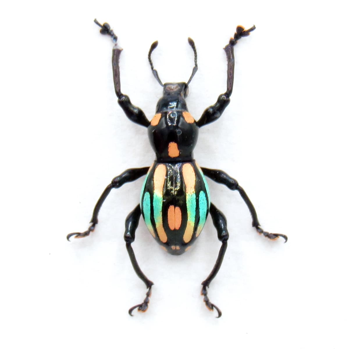 WEEVIL MANIA!  Real framed weevil beetle taxidermy - Pachyrhynchus dohrni - peach form