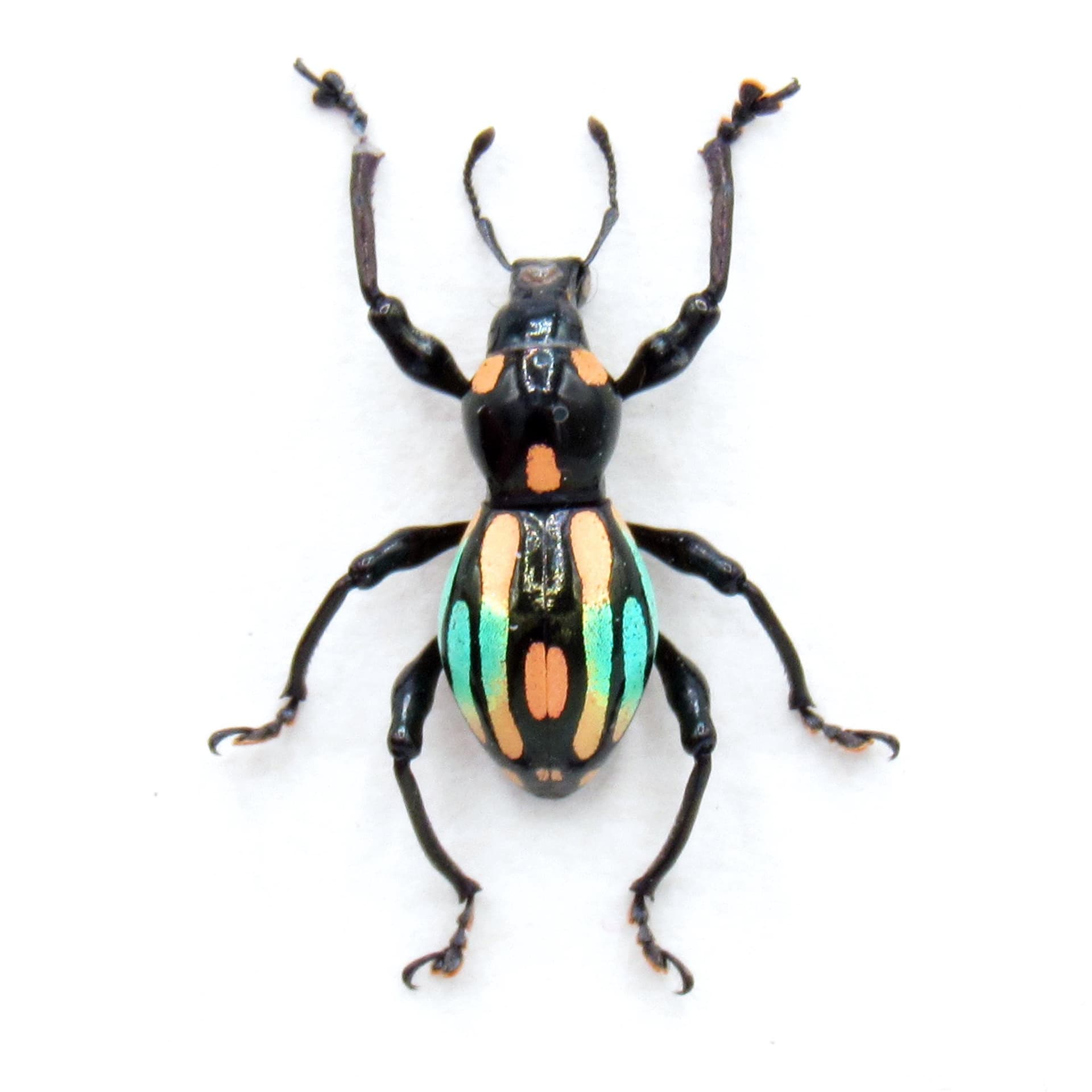 WEEVIL MANIA!  Real framed weevil beetle taxidermy - Pachyrhynchus dohrni - peach form