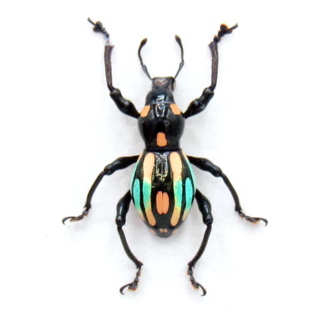 WEEVIL MANIA!  Real framed weevil beetle taxidermy - Pachyrhynchus dohrni - peach form