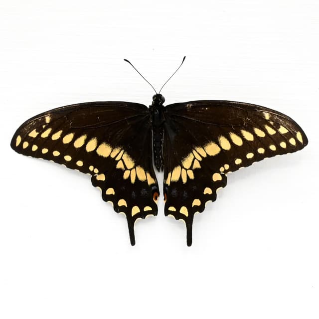 Real Eastern Black Swallowtail butterfly framed taxidermy - Papilio polyxenes - Victorian mount