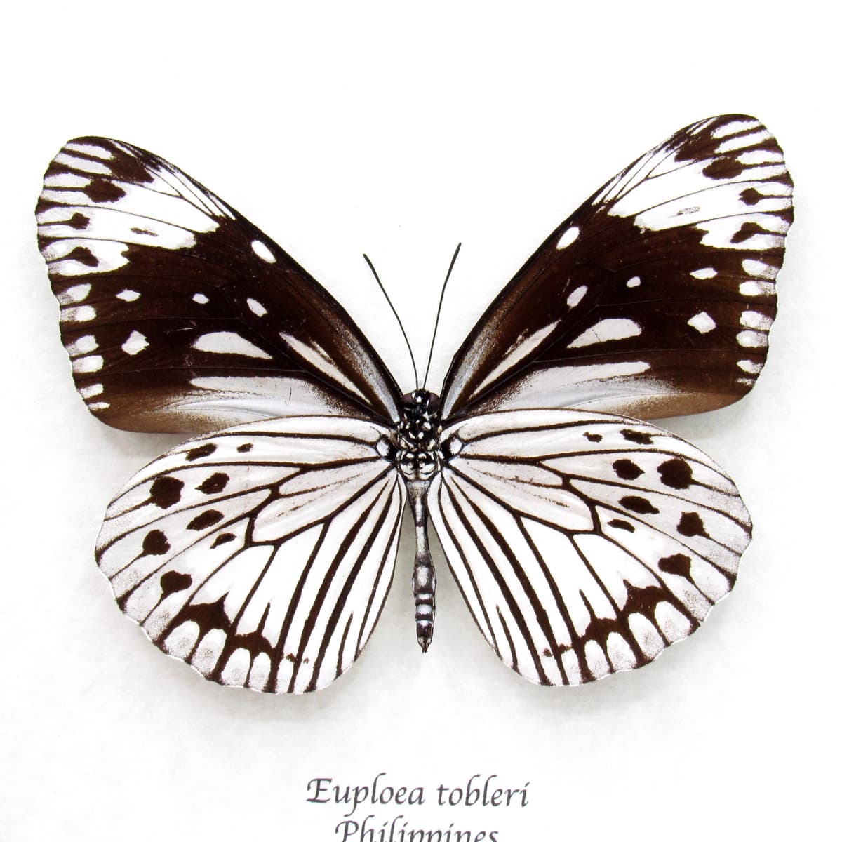 Rare framed white butterfly taxidermy - Euploea tobleri