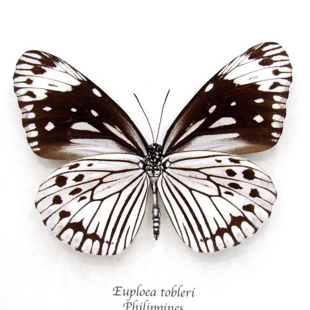 Rare framed white butterfly taxidermy - Euploea tobleri