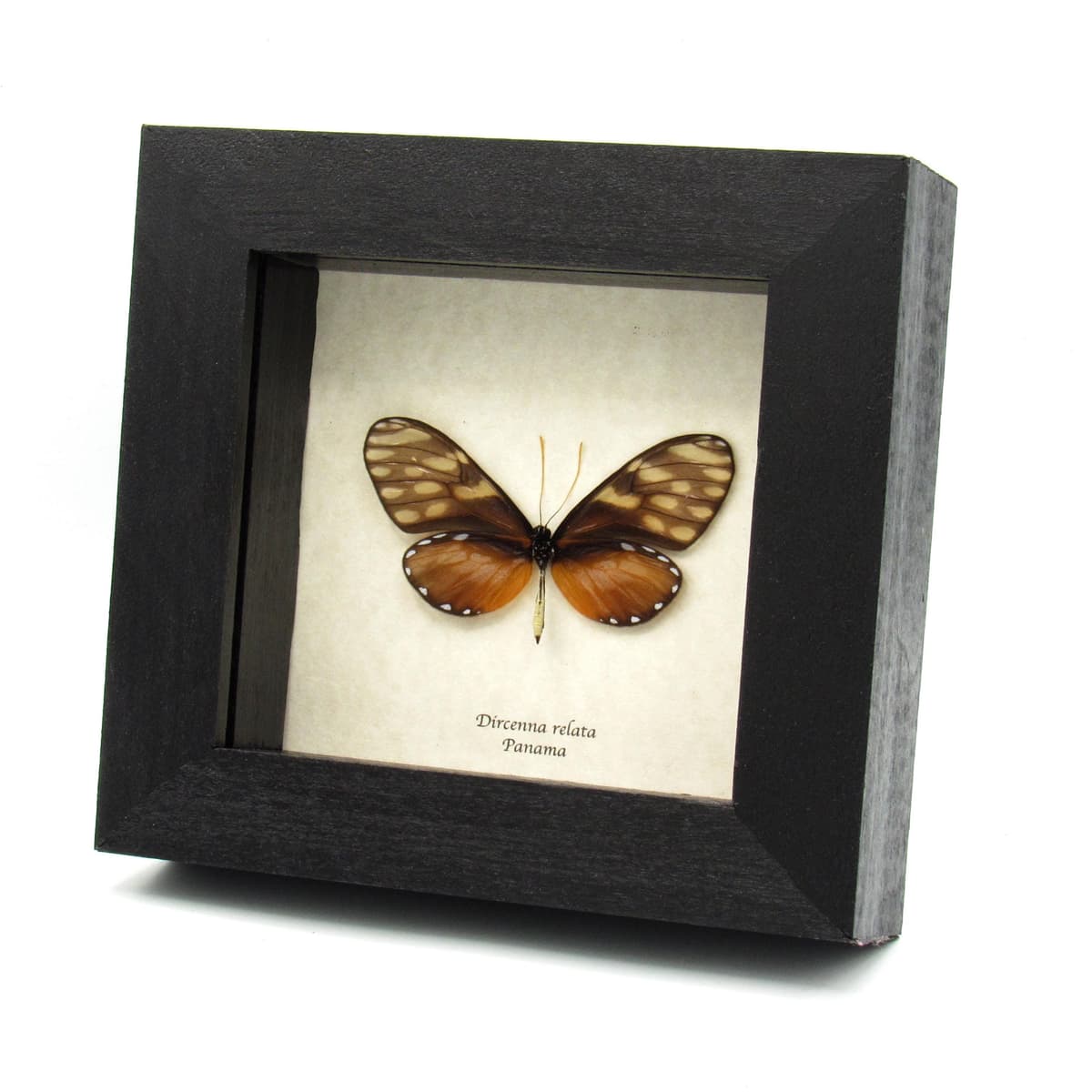 Real Glasswing butterfly framed specimen - Dircenna relata