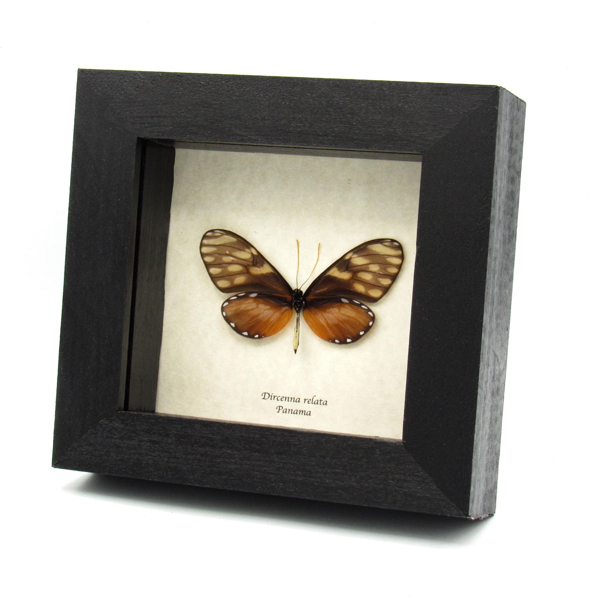 Real Glasswing butterfly framed specimen - Dircenna relata