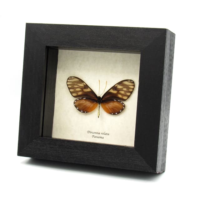 Real Glasswing butterfly framed specimen - Dircenna relata