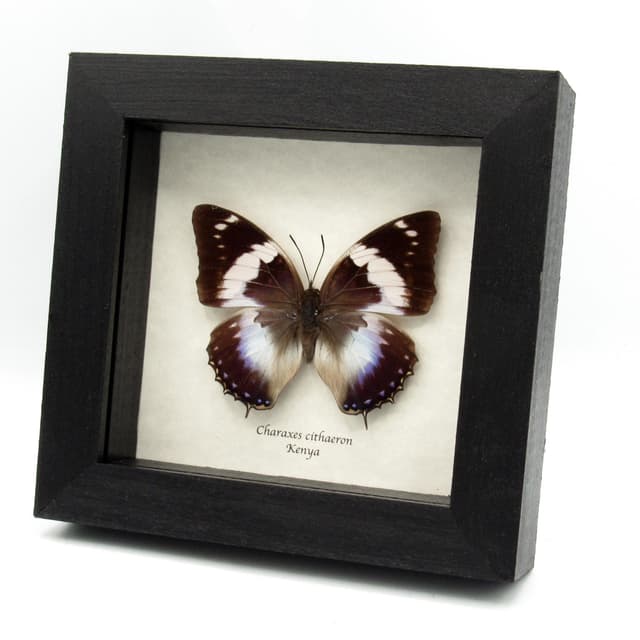 Real Blue Spotted Emperor butterfly framed taxidermy - Charaxes cithaeron - female