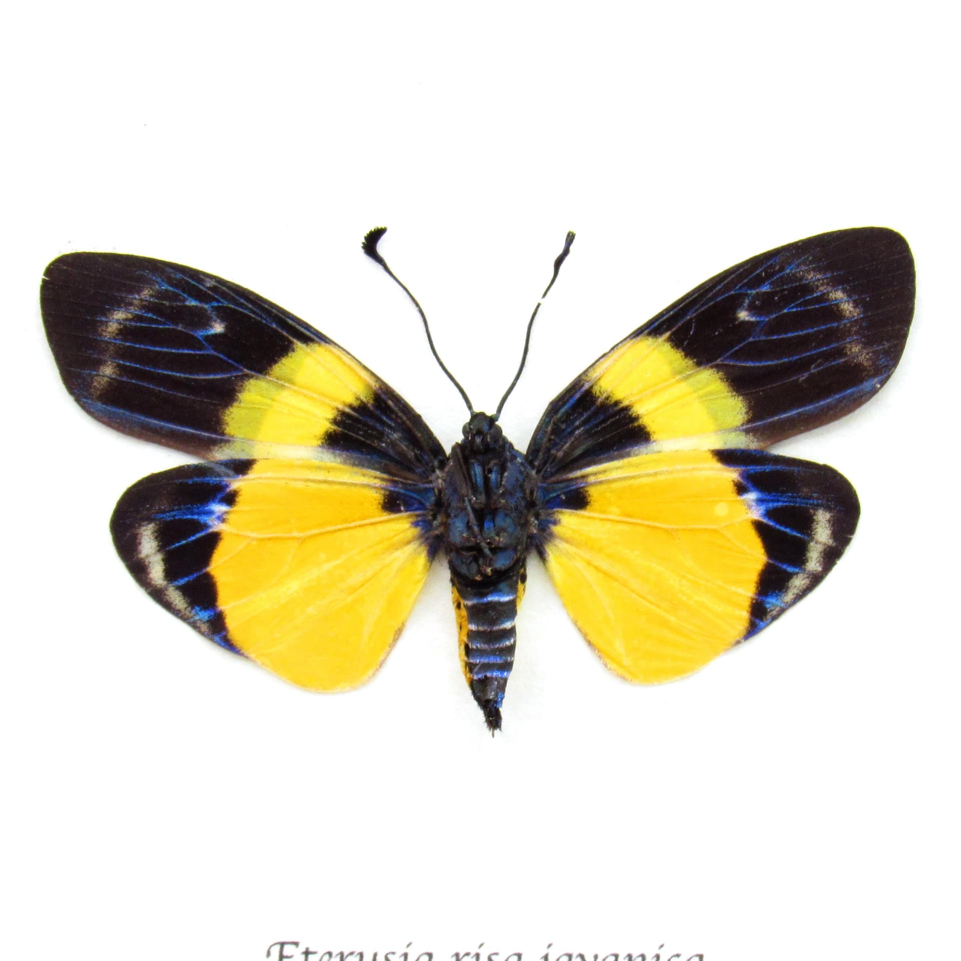 Rare metallic Day Flying moth framed taxidermy - Eterusia risa javanica - female