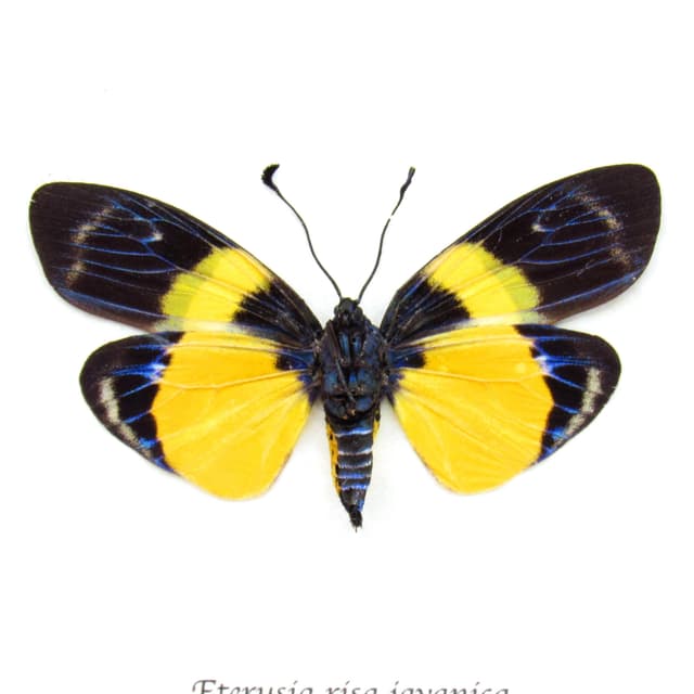Rare metallic Day Flying moth framed taxidermy - Eterusia risa javanica - female