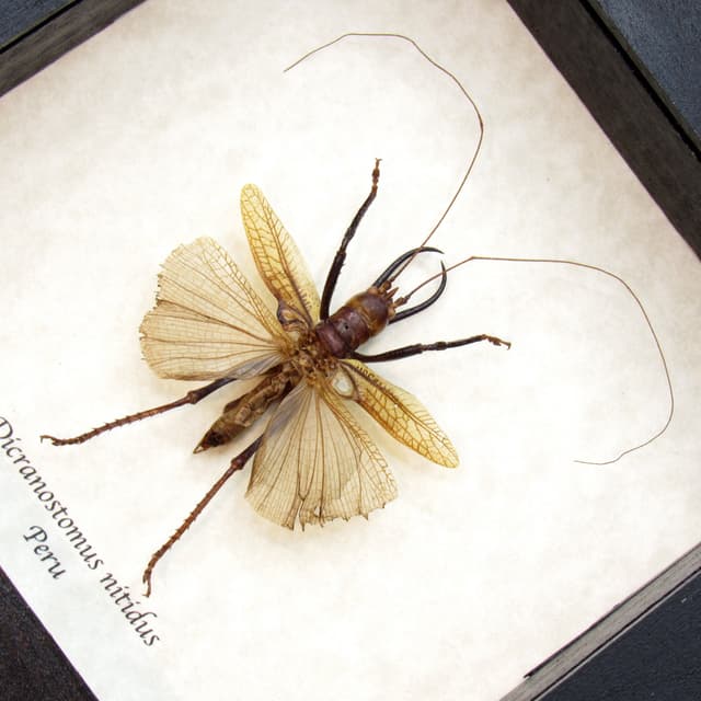 Rare Tusked Bush Cricket framed taxidermy - Dicranostomus nitidus