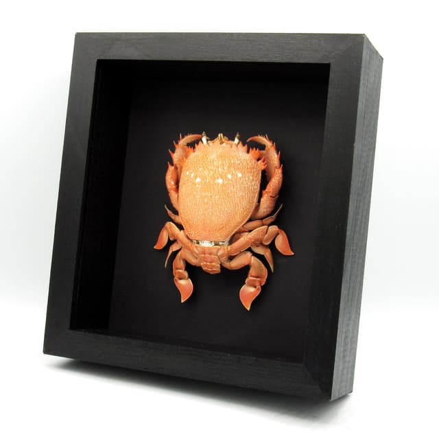 Real Red Frog Spanner Crab framed taxidermy - Ranina ranina