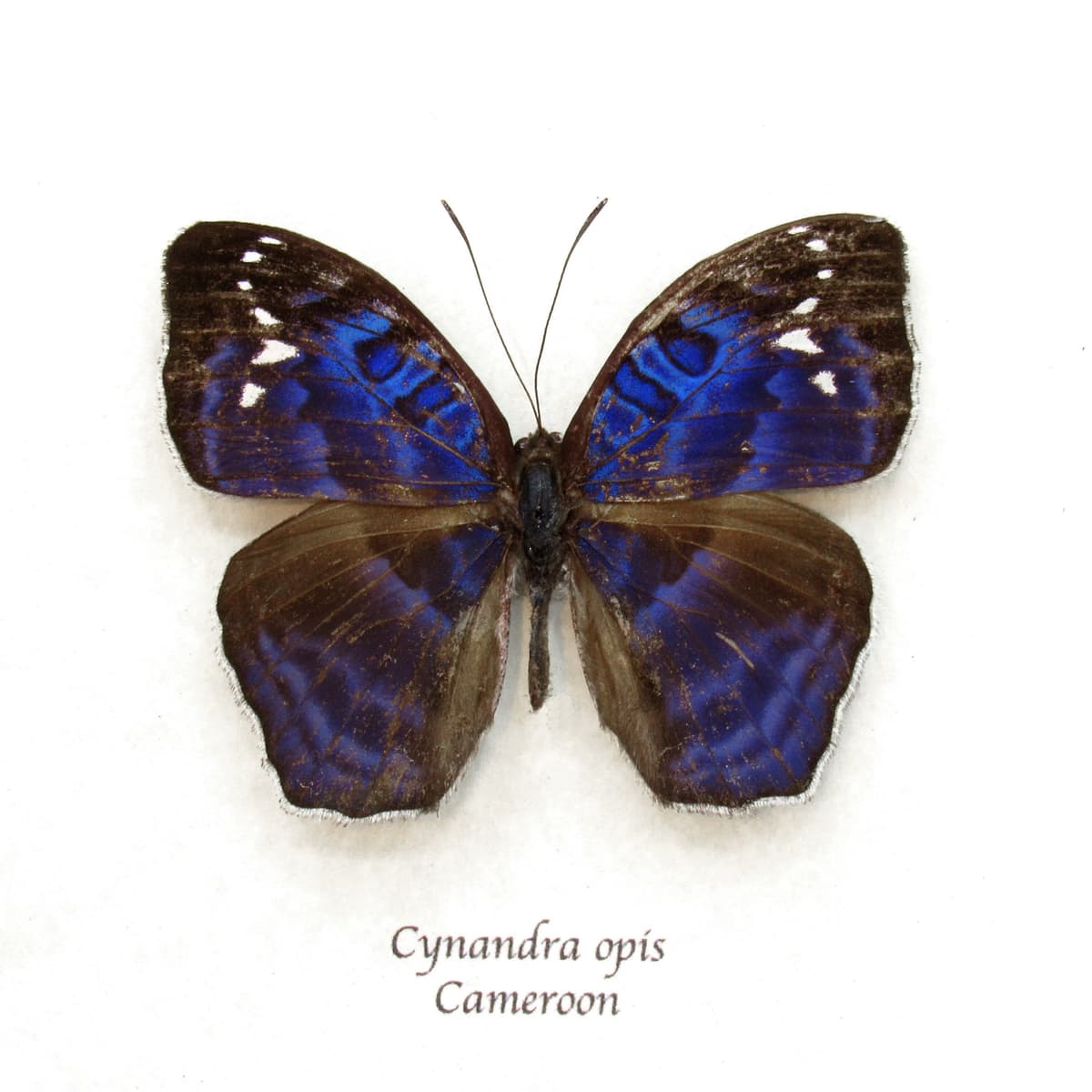 Rare blue Brilliant Nymph butterfly framed taxidermy - Cynandra opis - minor damage