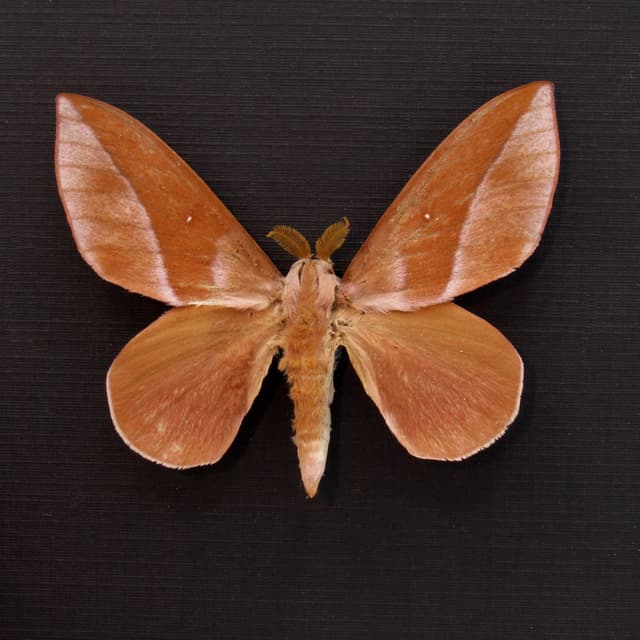 Real Mexican Silk moth framed taxidermy - Saturniidae species