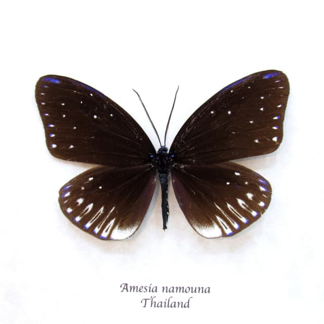 Real Day Flying moth framed taxidermy - Amesia namouna
