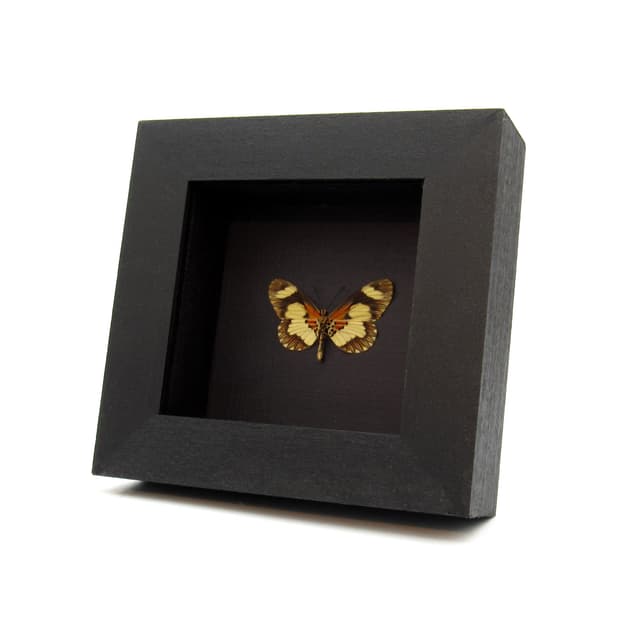Rare Acraea butterfly framed taxidermy - Acraea species