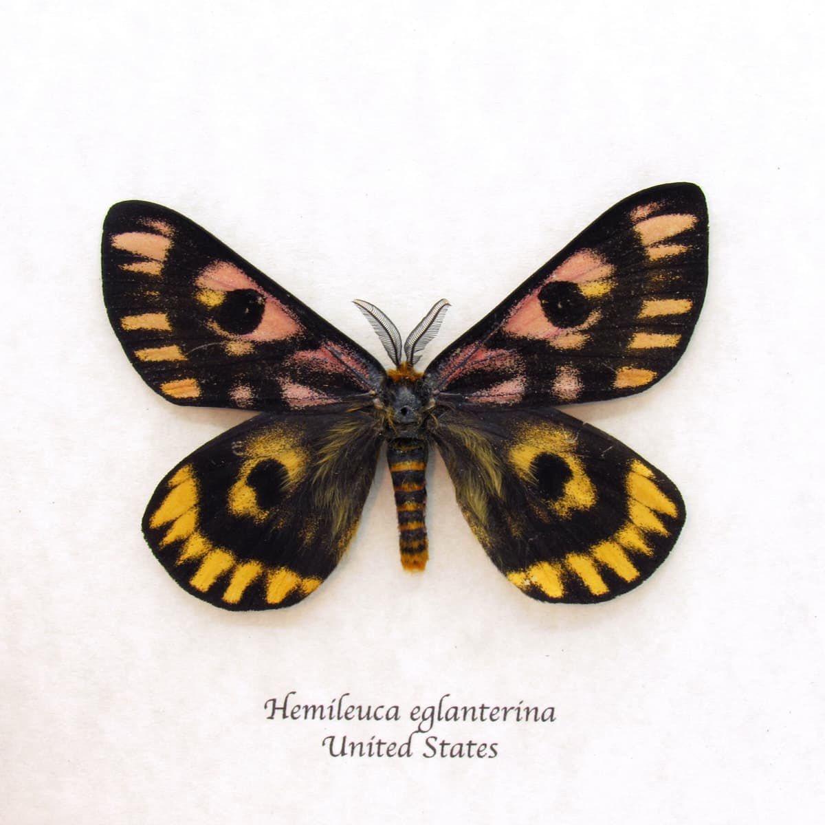Real rare pink Western Sheep moth framed taxidermy - Hemileuca eglanterina - XL dark form