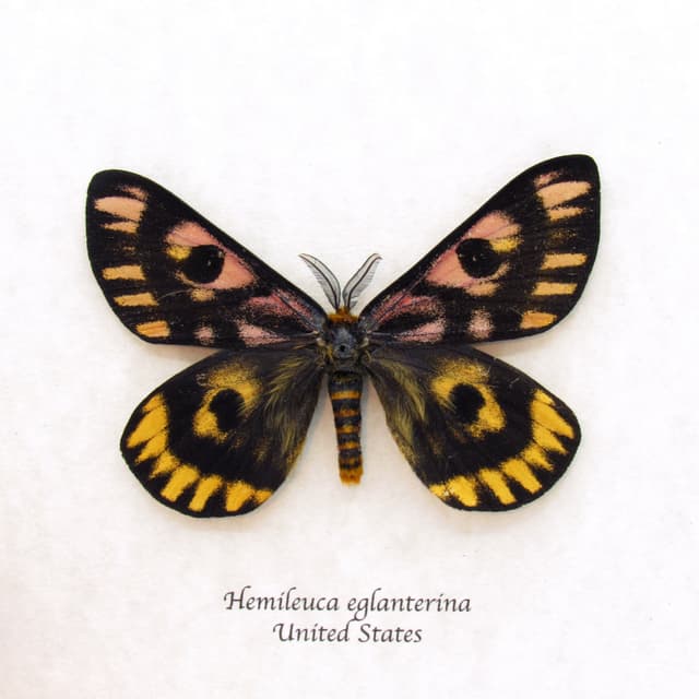 Real rare pink Western Sheep moth framed taxidermy - Hemileuca eglanterina - XL dark form