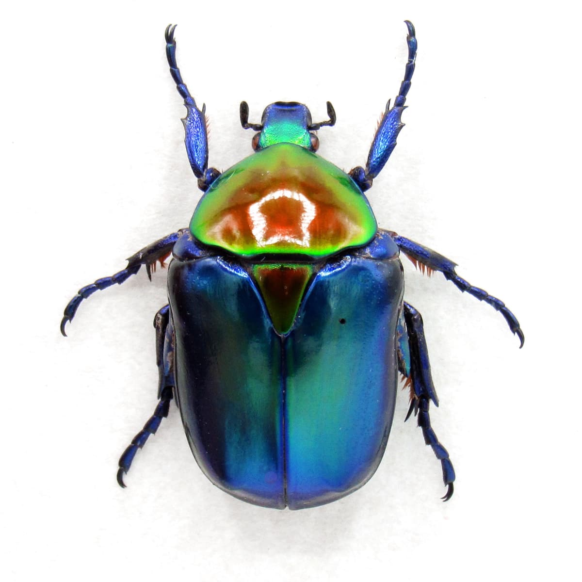 Rare metallic Rainbow Scarab beetle framed taxidermy - Protaetia speciosa