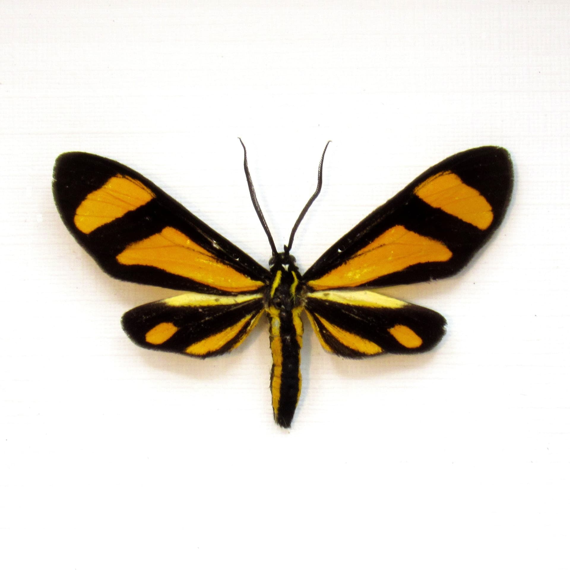 Real tiny yellow day flying moth framed taxidermy - Zygaenidae species