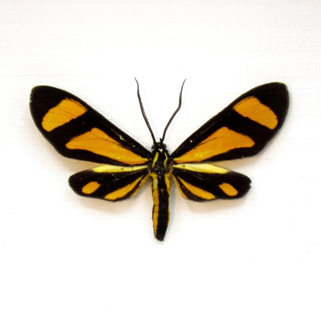 Real tiny yellow day flying moth framed taxidermy - Zygaenidae species