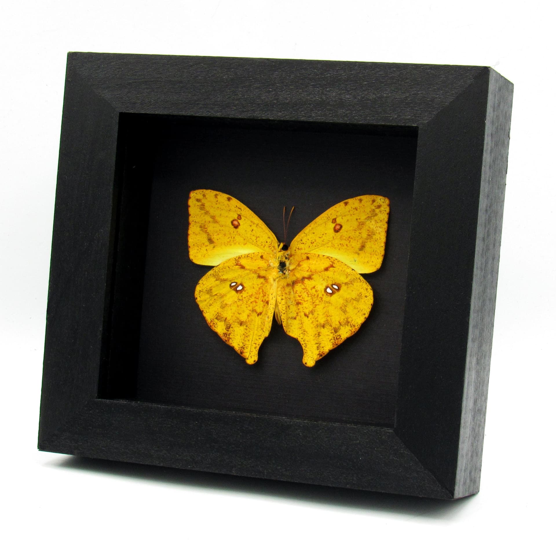 Real yellow butterfly framed taxidermy - Phoebis rurina