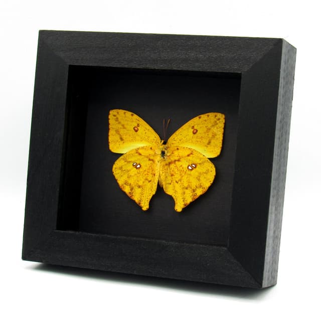 Real yellow butterfly framed taxidermy - Phoebis rurina