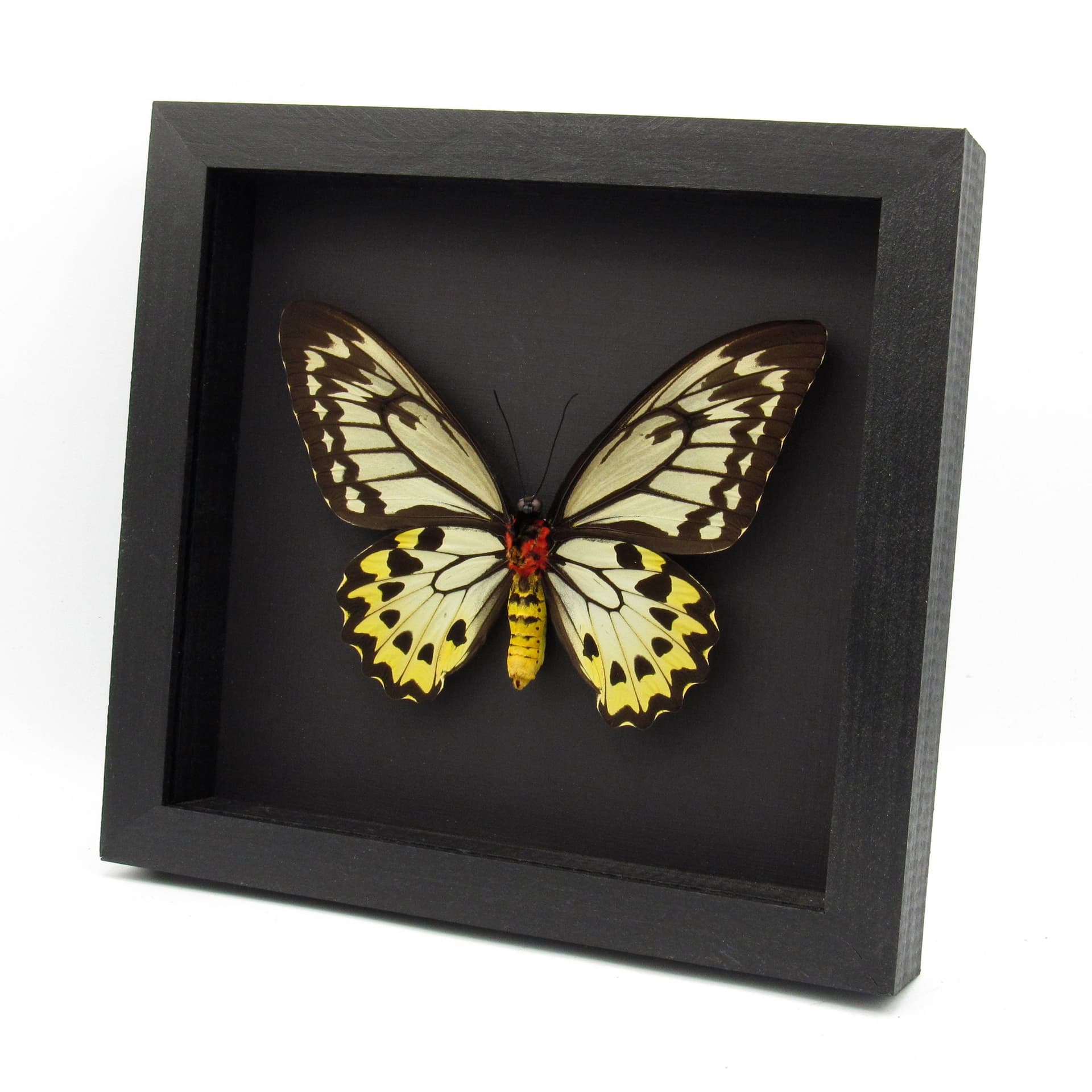 Real XL butterfly framed taxidermy - Ornithoptera croesus lydius - female