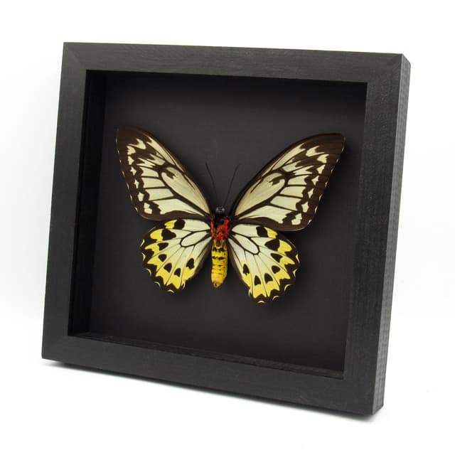 Real XL butterfly framed taxidermy - Ornithoptera croesus lydius - female