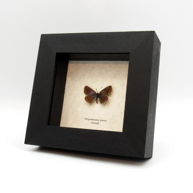 Real tiny purple butterfly framed taxidermy - Polyommatus icarus - female