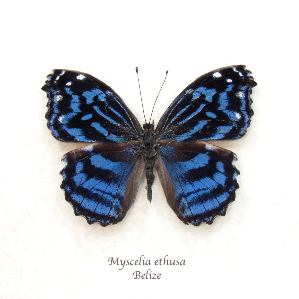 Real Blue Wing butterfly framed taxidermy - Myscelia ethusa