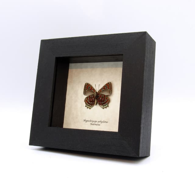 Rare metallic red butterfly framed taxidermy - Hypochrysops polycletus