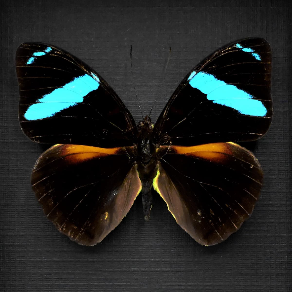 Rare neon blue Olivewing butterfly framed taxidermy - Nessaea aglaura