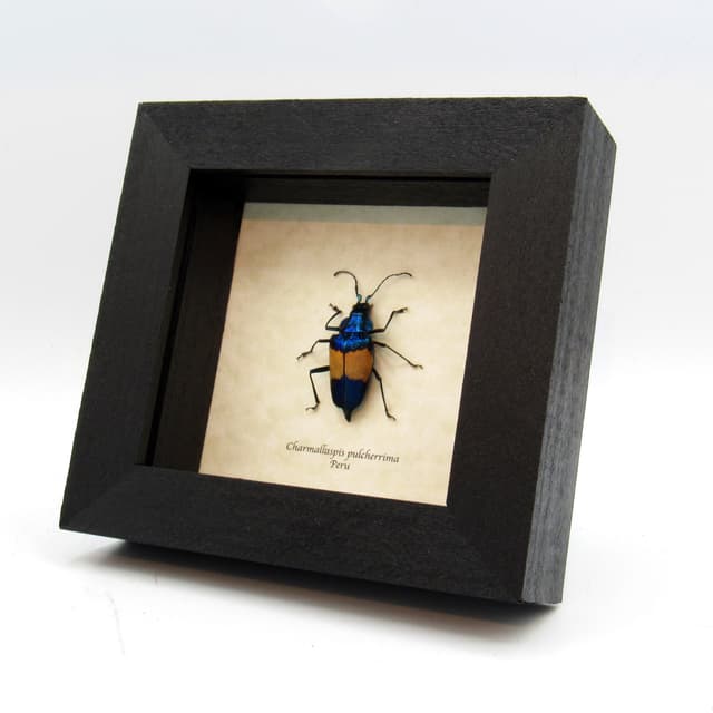 Rare blue Longhorn beetle framed taxidermy - Charmallaspis pulcherrima