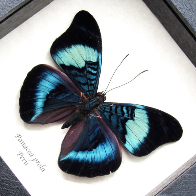 Real blue framed butterfly taxidermy - Panacea prola