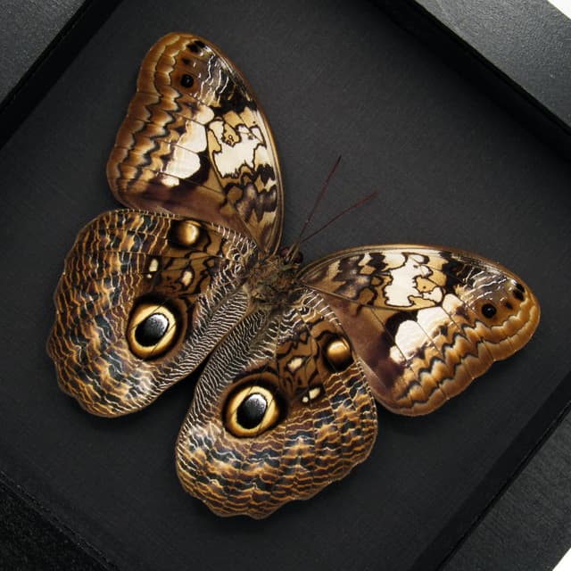 Rare Owl Butterfly framed taxidermy - Caligo martia