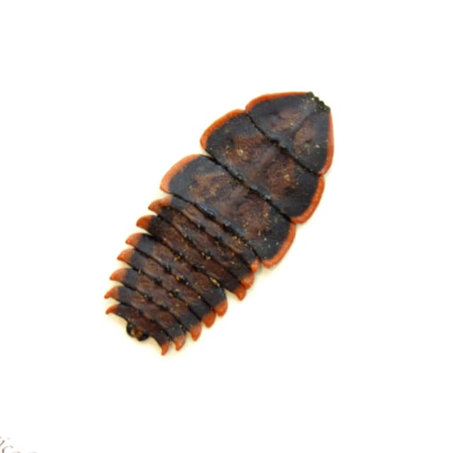 Real Trilobite beetle framed taxidermy - Duliticola species