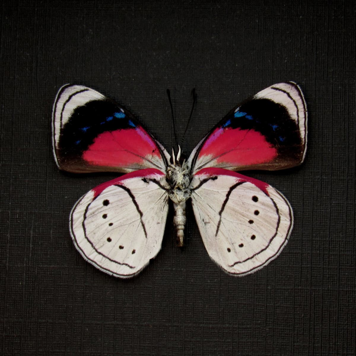 Real framed taxidermy butterfly - Perisama euriclea