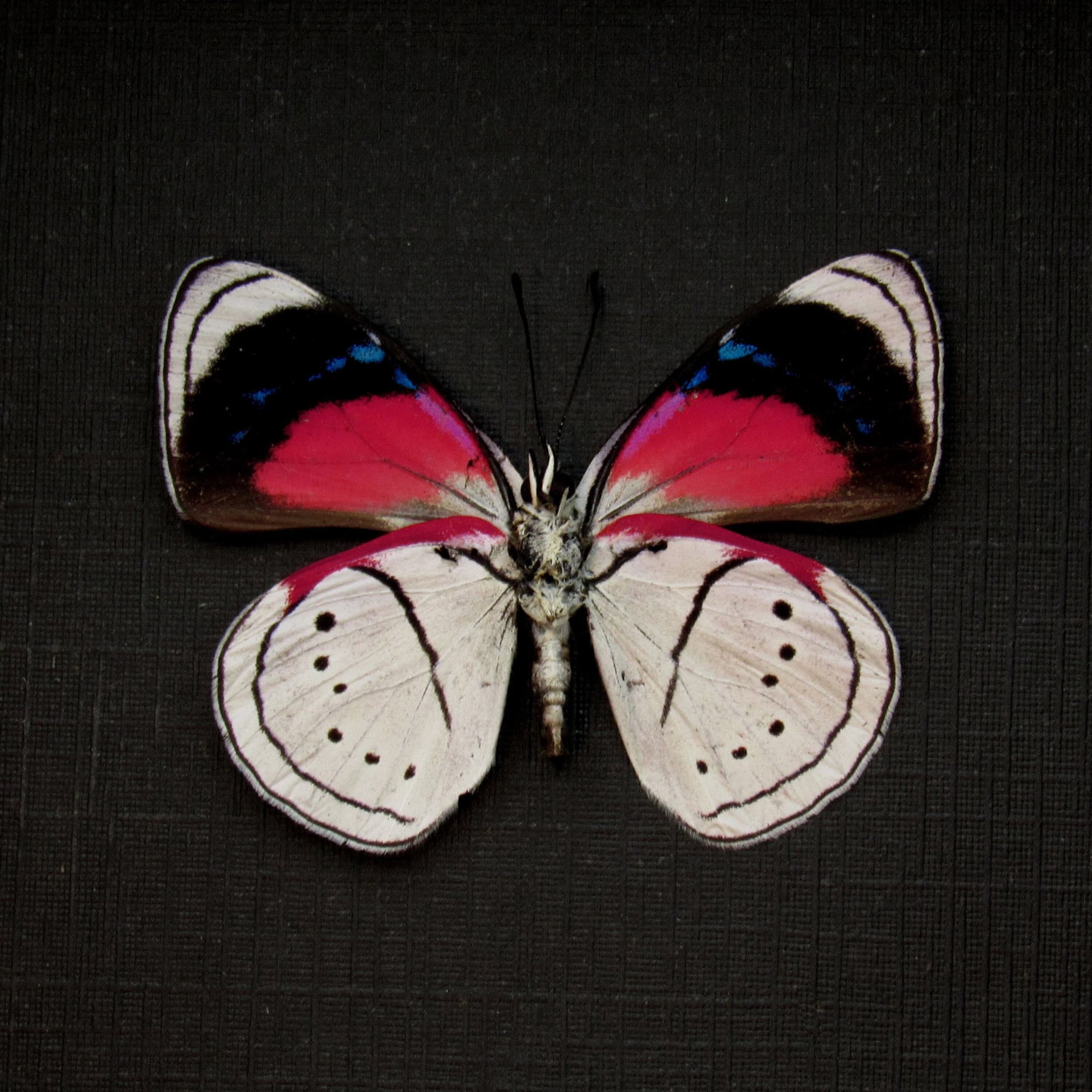 Real framed taxidermy butterfly - Perisama euriclea